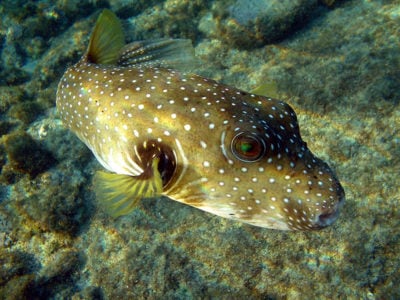 PUFFERFISH