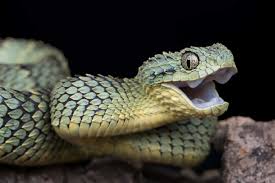 Angry snake