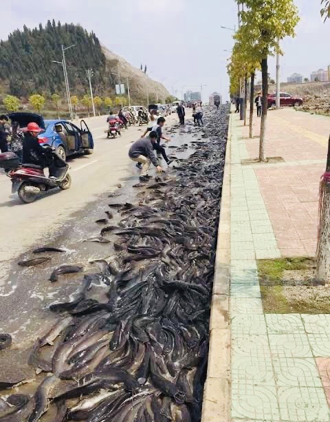 Fish rain