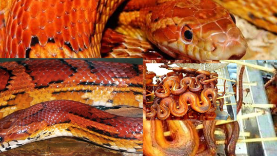Mơ ăn thịt rắn: Giải mã giấc mơ ăn thịt rắn và đánh con gì?