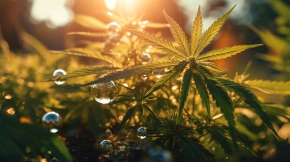 Explorando el Fascinante Mundo de HHC Vaper: Una Nueva Era del Cannabis Legal