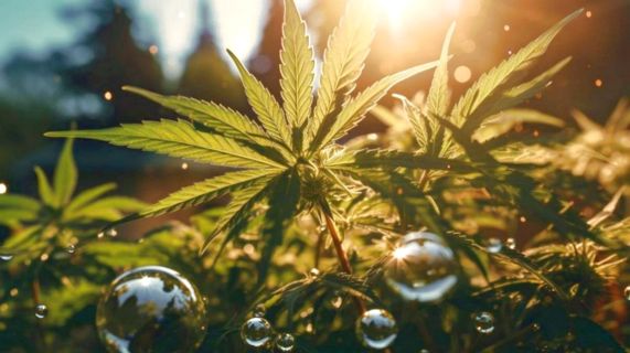 HHC Weed: Descubre el Nuevo Mundo del Cannabis Legal 🌿🔍