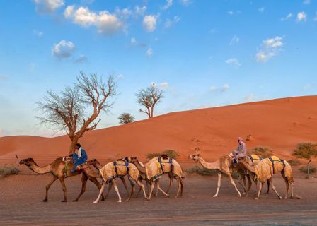 Morning Desert Safari