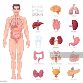 ORGANS OF THE human BODY