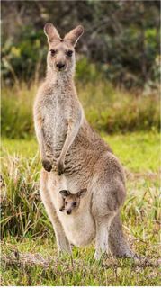 My favourite animal kangaroo
