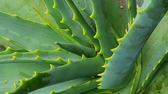 Popular Aloe vera Benefits, Usage and Side-effects / Aloe Vera Benefits, Uses and Disadvantages