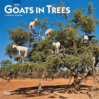 [PDF❤️Download✔️ Goats in Trees 2022 12 x 12 Inch Monthly Square Wall Calendar, Domestic Funny Farm