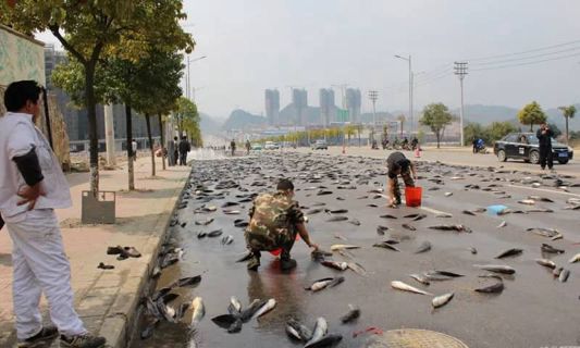A Country Where Fish Rains like Water