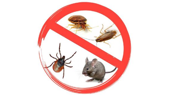 Effective Cricket Control: Get Rid of Crickets Today!