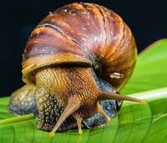 The impacts of snail to humanity, snail mucins on human skin.