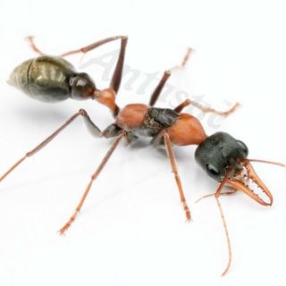 Unveiling the Marvels of Bull Ants: Nature's Tiny Titans