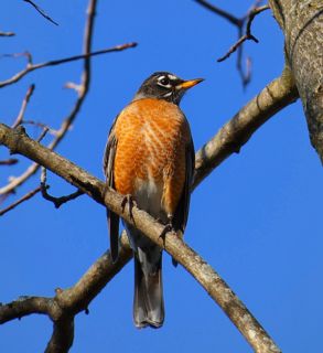 The American Robin: A Symbol Of Spring's Arrival