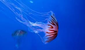 Did you know that there is a species of jellyfish that is immortal?