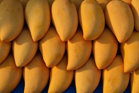 Navigating Pakistan's Mango Industry Amidst Climate Challenges