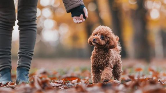 Teacup Poodles and Their Need for Constant Companionship: Cuddles and Camaraderie are Key!