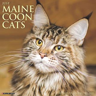 [READ] [PDF EBOOK EPUB KINDLE] Just Maine Coon Cats 2020 Wall Calendar by  Willow Creek Press 💗