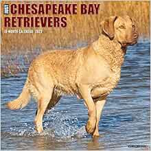 GET [EPUB KINDLE PDF EBOOK] Just Chesapeake Bay Retrievers 2023 Wall Calendar by Willow Creek Press