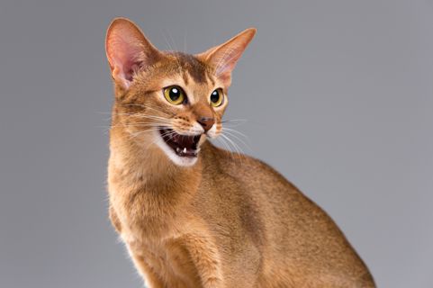 Why Do Cats Breathe with Their Mouth Open? Shocking Reason Behind This!