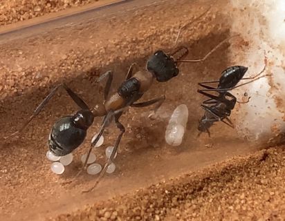 Unveiling the World of Queen Ants: Nature's Fascinating Monarchs