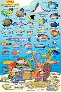 READ KINDLE PDF EBOOK EPUB Aruba Reef Creatures Guide Franko Maps Laminated Fish Card 4" x 6" by  Fr