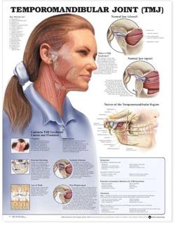 [Read] KINDLE PDF EBOOK EPUB Temporomandibular Joint (TMJ) Anatomical Chart by  Anatomical Chart 💞