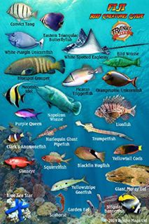 [View] [PDF EBOOK EPUB KINDLE] Fiji Reef Creatures Guide Franko Maps Laminated Fish Card 4" x 6" by