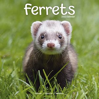 ACCESS [KINDLE PDF EBOOK EPUB] Ferret Calendar - Cute Animals Wall Calendar - Calendars 2022 - 2023