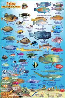 ACCESS EPUB KINDLE PDF EBOOK Palau Reef Creatures Guide Franko Maps Laminated Fish Card 4" x 6" by