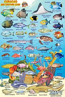 [View] [EPUB KINDLE PDF EBOOK] Curacao Reef Creatures Guide Franko Maps Laminated Fish Card 4" x 6"