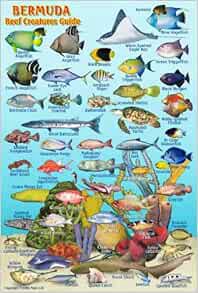 GET KINDLE PDF EBOOK EPUB Bermuda Reef Creatures Guide Franko Maps Laminated Fish Card 4" x 6" by Fr