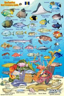 ACCESS EBOOK EPUB KINDLE PDF Barbados Reef Creatures Guide Franko Maps Laminated Fish Card 4" x 6" b