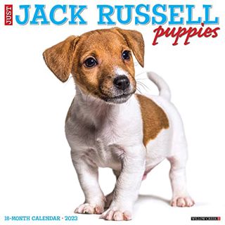 [VIEW] EBOOK EPUB KINDLE PDF Just Jack Russell Puppies 2023 Wall Calendar by  Willow Creek Press 💙