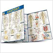 Get EPUB KINDLE PDF EBOOK Anatomy (Quickstudy Academic) by Inc. BarCharts 💏