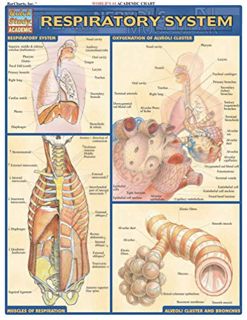 VIEW [EBOOK EPUB KINDLE PDF] Respiratory System (Quick Study: Academic) by  Inc. BarCharts 🖌️