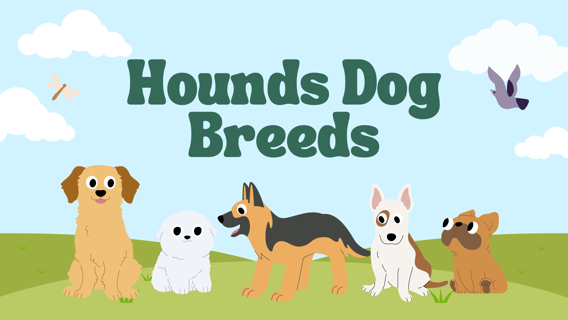 A Guide to Selecting a Hound Dog Breed