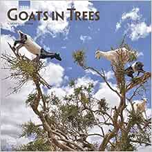 [VIEW] EPUB KINDLE PDF EBOOK Goats in Trees 2019 12 x 12 Inch Monthly Square Wall Calendar, Domestic