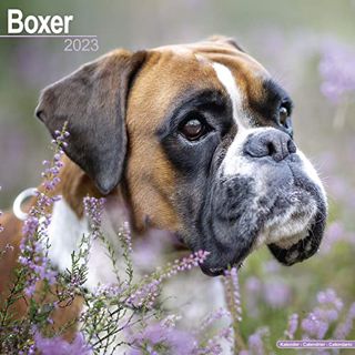 GET EBOOK EPUB KINDLE PDF Boxer Dog Calendar - Dog Breed Calendars - 2022 - 2023 wall calendars - 16