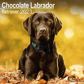 GET KINDLE PDF EBOOK EPUB Chocolate Lab Calendar - Labrador Retriever - Dog Breed Calendars - 2022 -