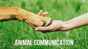 Animal Communicators: Helping Animals Heal