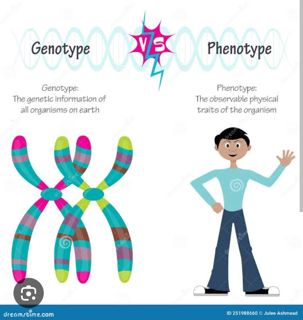 The importance of Genotype screening in preventing Genetic Disorders in Marriage.