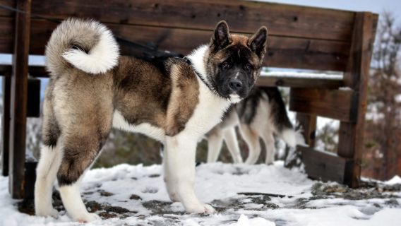 Discover the Unique Qualities of Akita Shepherds as an Emotional Support Animal