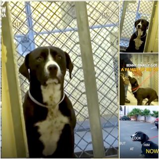 THE UNFORGETTABLE MOMENT: WHEN A SHELTER DOG REALIZES THEY’RE HOME