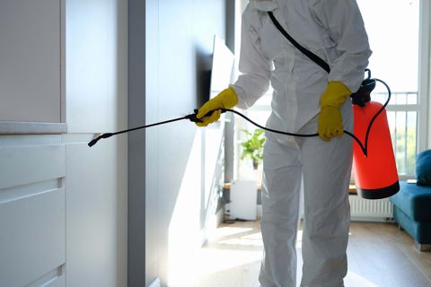 Termite Inspection Service Protecting Your Home from Infestation