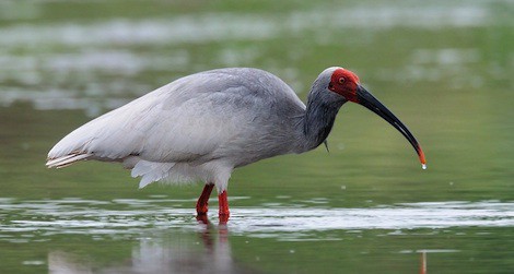 The Secret Birds: A Historical Journey into Elusive Avian Wonders