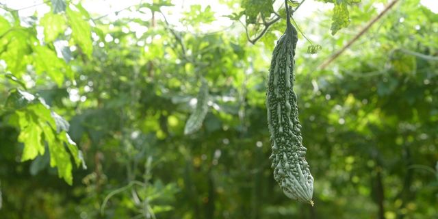 Top Health Benefits of Bitter Gourd: Why You Should Add This Super food to Your Diet