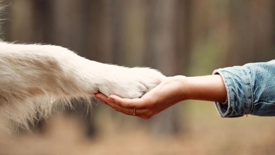 Title: The Importance of Animal Welfare: A Commitment to Compassion