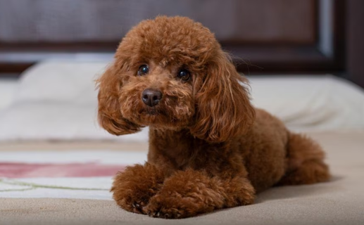 How Big Is a Toy Poodle?