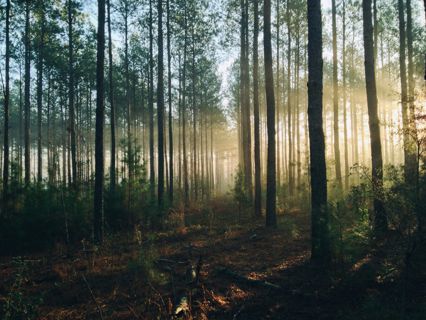 The Beauty and Importance of Nature