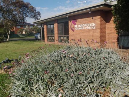 Keysborough Veterinary Practice | Vet Care | Victoria