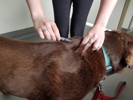Dog and Cat Vaccination and Wellness Services